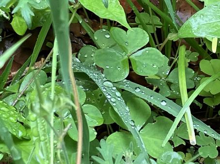 Photo, water droplets, ha ha, rain, 