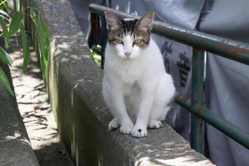 Cat in the park, JPG