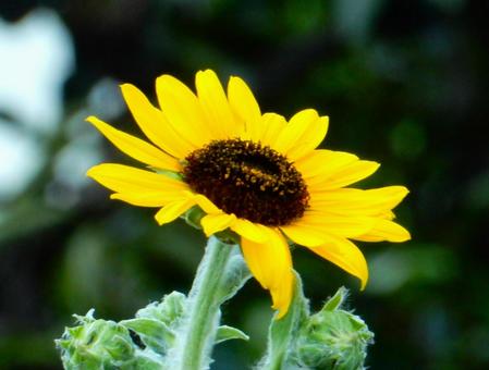 【花の写真】ヒマワリ（向日葵） ヒマワリ,向日葵,花の写真素材