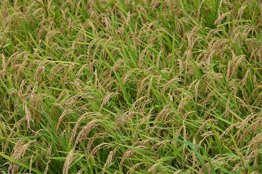 Photo, rice, ear rice, meter, 