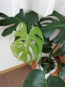 モンステラ モンステラの写真