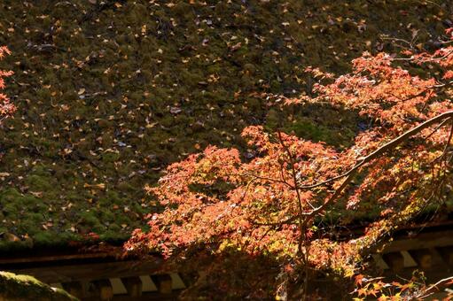 室生寺 室生寺,五重塔,国宝の写真素材