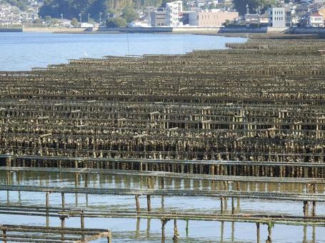 【風景写真】江田島の風景 牡蠣筏,牡蠣棚,江田島の写真素材