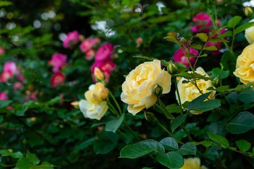 公園のバラ 公園のバラ バラ,花,植物の写真素材