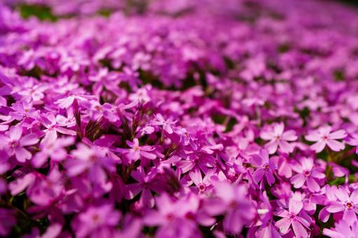 250521新潟県魚沼市魚沼芝桜まつり 新潟県,魚沼市,芝桜の写真素材