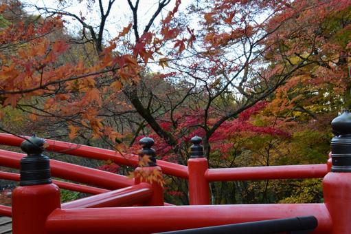 吊り橋と紅葉１ 紅葉,もみじ,吊り橋の写真素材