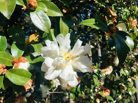 白い山茶花 山茶花,白,花の写真素材