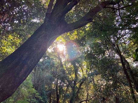 田舎の森林 田舎,雑草,自然の写真素材