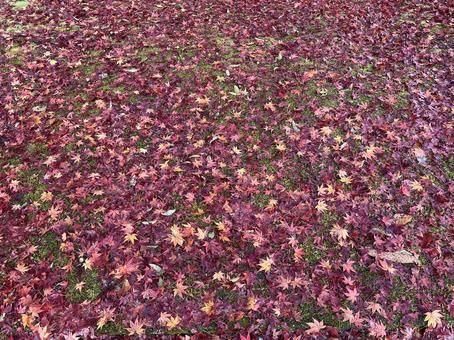 秋の風景 落ち葉,落葉,枯れ葉の写真素材
