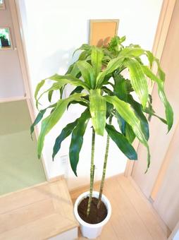 観葉植物 アオワーネッキー 10号鉢 観葉植物 アオワーネッキー 10号鉢の写真