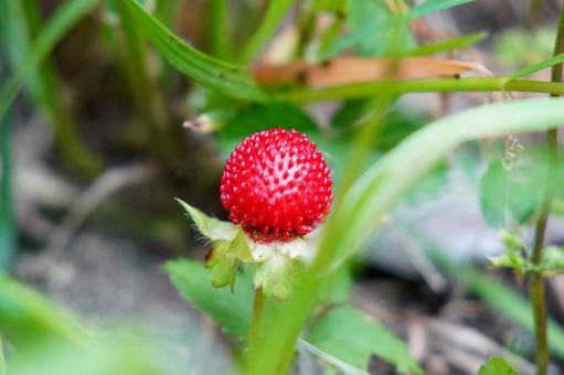 野いちご・赤い実のヘビイチゴ 野いちご・赤い実のヘビイチゴ 野いちご,ヘビイチゴ,赤い実の写真素材