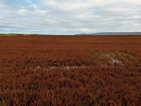 能取湖サンゴ草群青地 能取湖,サンゴ草,風景の写真素材