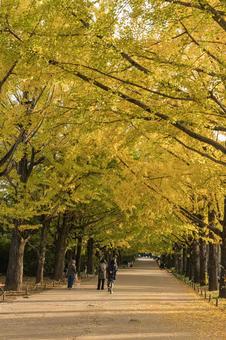紅葉したイチョウ並木 自然,晴天,イチョウの写真素材