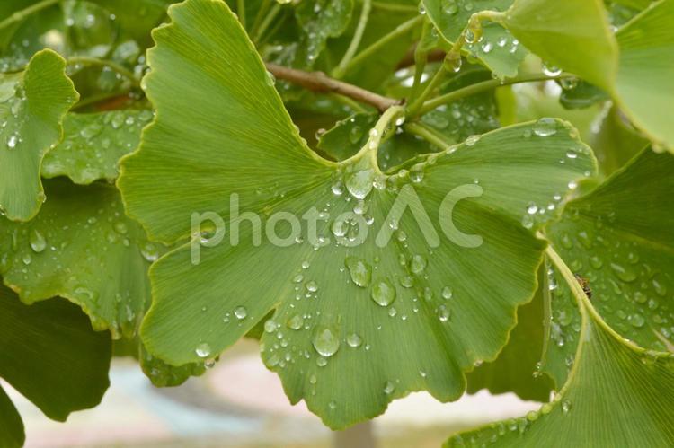 雨上がりの夏のイチョウの葉っぱと雨つぶ 雨上がり,イチョウ,雨粒の写真素材