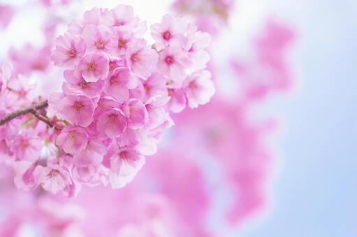 桜 桜,アップ,大きくの写真素材