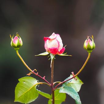 両手に薔薇の蕾の薔薇の花 両手に薔薇の蕾の薔薇の花の写真