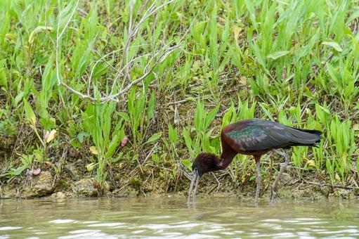 ブロンズトキ ブロンズトキ ブロンズトキ,鳥,野鳥の写真素材