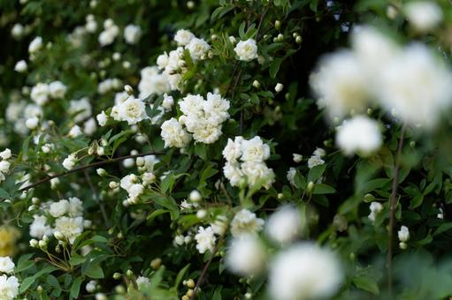 白いモッコウバラ咲く春庭② 白いモッコウバラ咲く春庭② モッコウバラ,白い花,春の花の写真素材