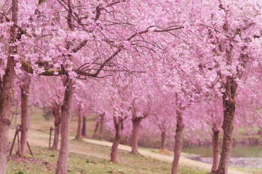 しだれ桜 しだれ桜 枝垂れ梅,桜並木,桜の木の写真素材