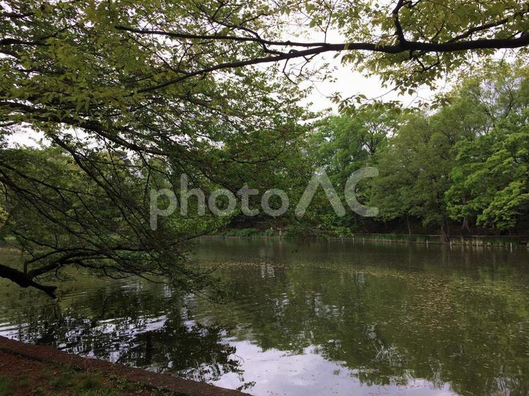 公園の緑と池3 公園,池,水辺の写真素材