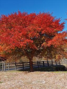 紅葉 紅葉の写真