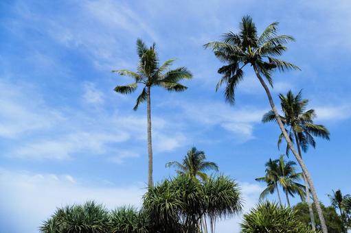 青空に向かって伸びるバリ島のヤシの木 ヤシの木,椰子,パームツリーの写真素材