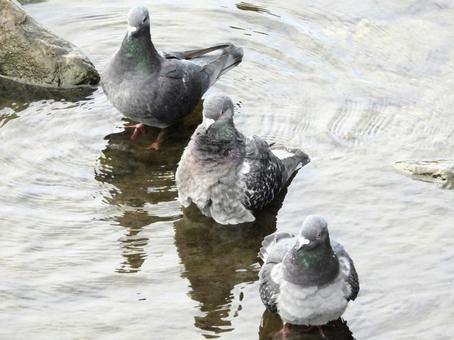 水辺に浸かるハト 水辺に浸かるハトの写真