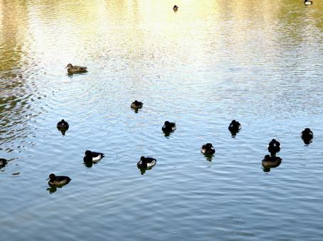郊外の池に越冬にやってきたキンクロハジロ キンクロハジロ,鳥,野鳥の写真素材