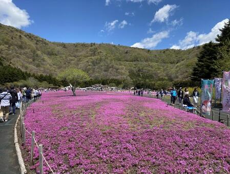 芝桜⑦ 芝桜,富士芝桜まつり,山梨の写真素材