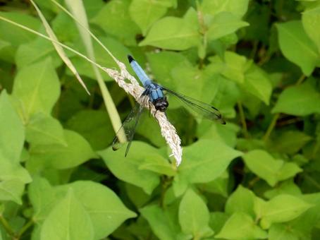 Photo, coconut shell, large salted dragonfly, dragonfly, 
