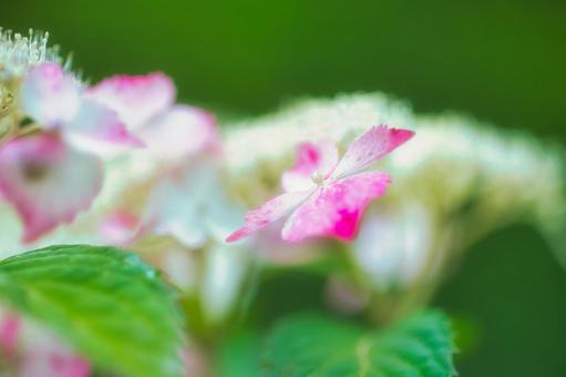 hydrangea hydrangea hydrangea, month, hydrangea, 2023, JPG