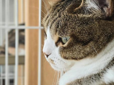 A cat relaxing in a cage, JPG A cat relaxing in a cage, JPG