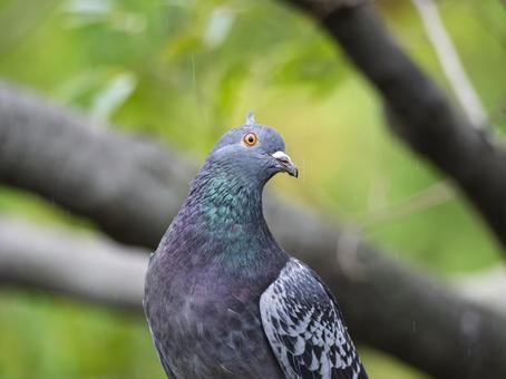 首をかしげるハトの好奇心 首をかしげるハトの好奇心 ハト,野鳥,自然の写真素材