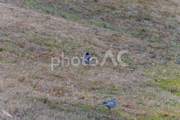 草原を歩くハクセキレイのペア ハクセキレイ,鳥,野鳥の写真素材