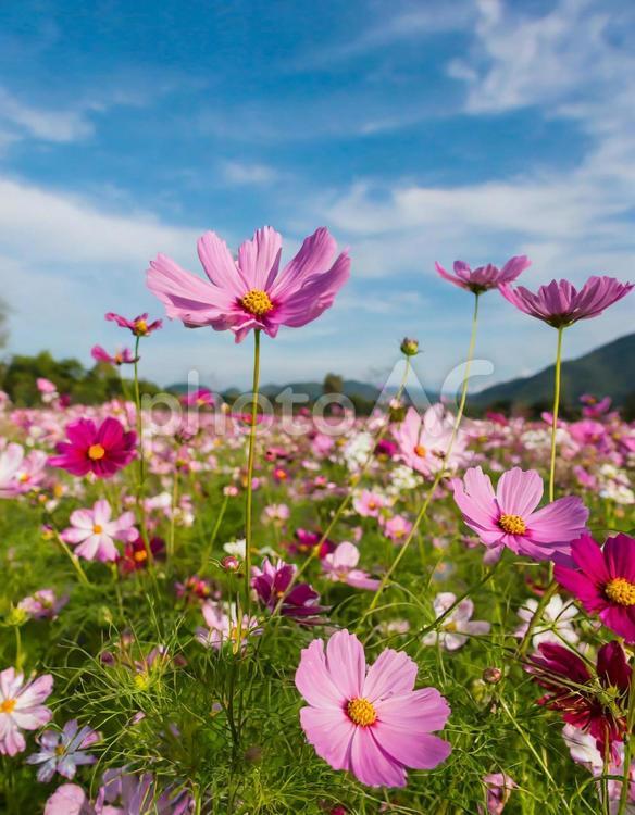 コスモス コスモス,秋,花の写真素材