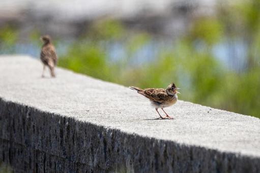 ヒバリ⑹ ヒバリ⑹の写真
