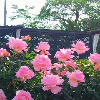 バラ バラ バラ,薔薇,ピンクの写真素材