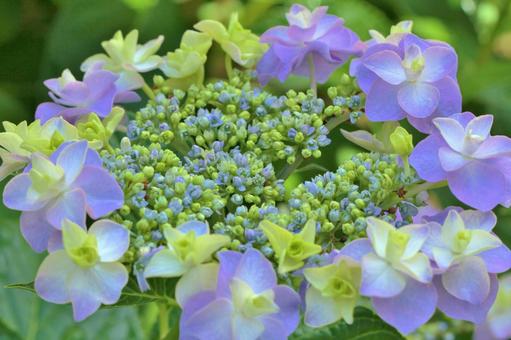 紫陽花 紫陽花の写真