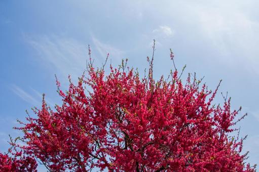 ハナモモの写真