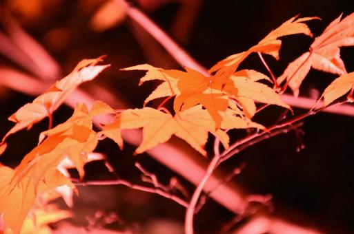 もみじアップの写真