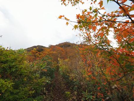 紅葉(越後三山・越後駒ヶ岳) 紅葉(越後三山・越後駒ヶ岳)の写真
