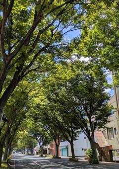 Photo, imabari city, zelkova tree-lined path, townscape, 