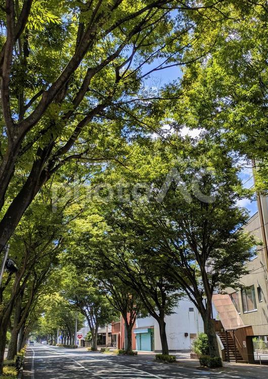 ケヤキの並木みち-01 今治市,ケヤキの並木みち,街並みの写真素材