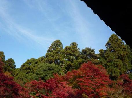 紅葉 もみじ 落ち葉 木 紅葉 もみじ 落ち葉 木の写真