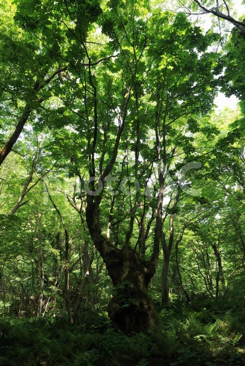 巨木 大山,巨木,新緑の写真素材