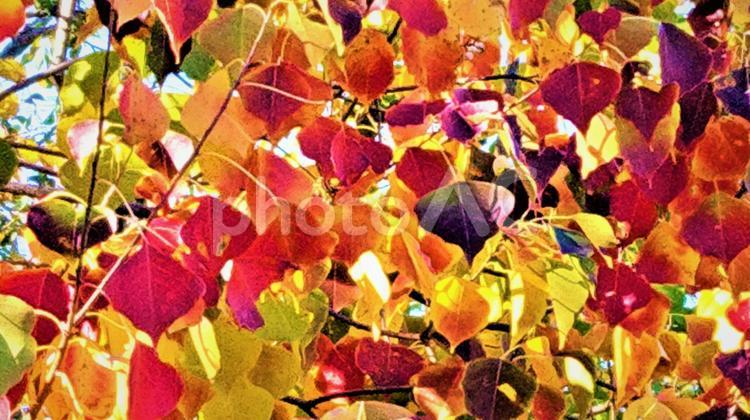 秋の公園の紅葉（アップ） 秋の公園の紅葉,秋の公園,紅葉の写真素材