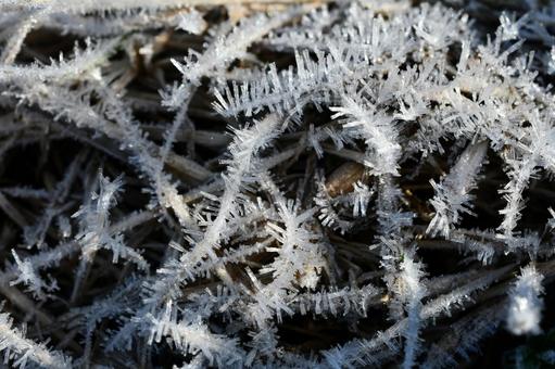霜の朝、草についた氷の結晶のようす 冬,霜,氷の写真素材