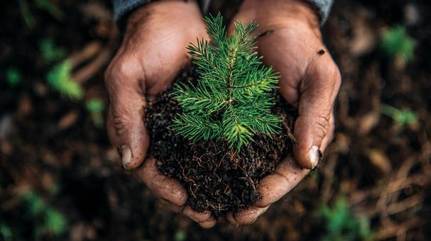 豊かな土から芽吹く命：植栽の瞬間の写真