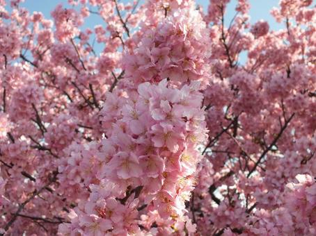 枝いっぱいに美しく咲いた河津桜 枝いっぱいに美しく咲いた河津桜の写真