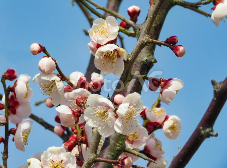 春イメージ〜白梅のアップ 梅,ウメ,うめの写真素材